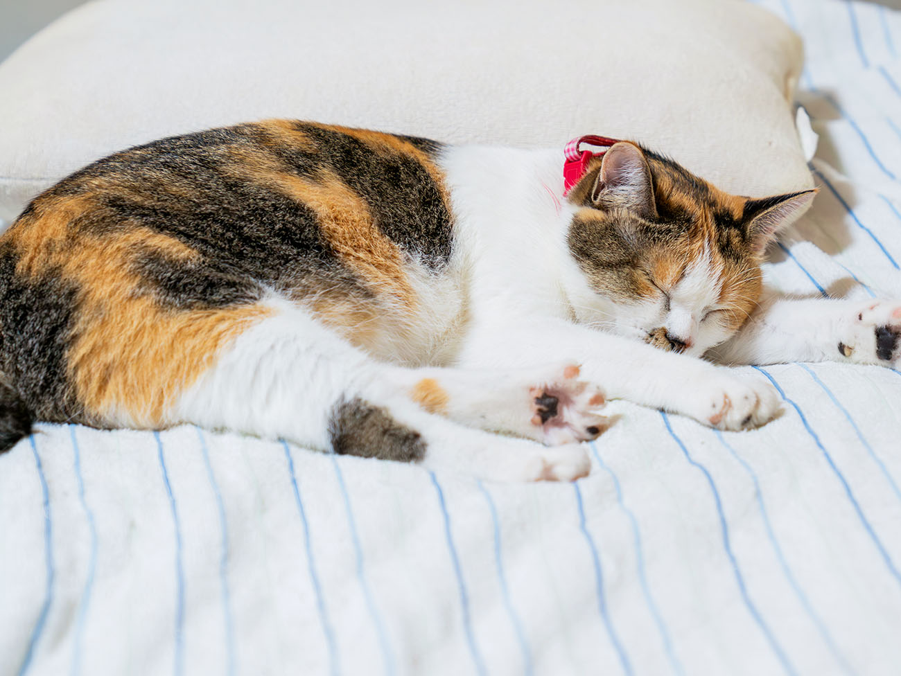 デイサービスありがとうについて画像